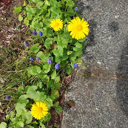 Comfort Nr. 19 Putten