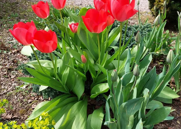 Alpstuga Comfort Nr. 19 *